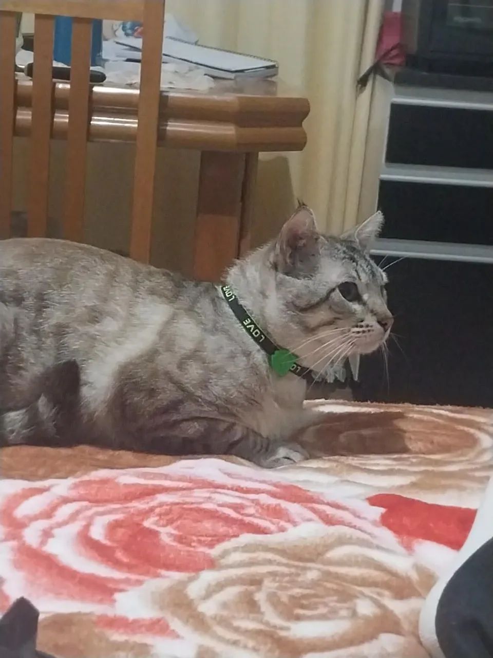 Doa-se gato - Foto 2