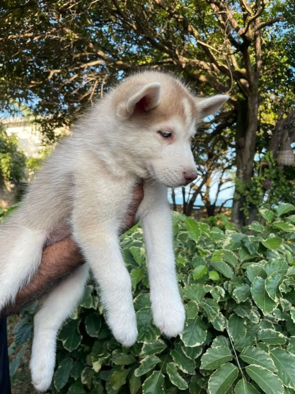 Filhote de Husky - Foto 3