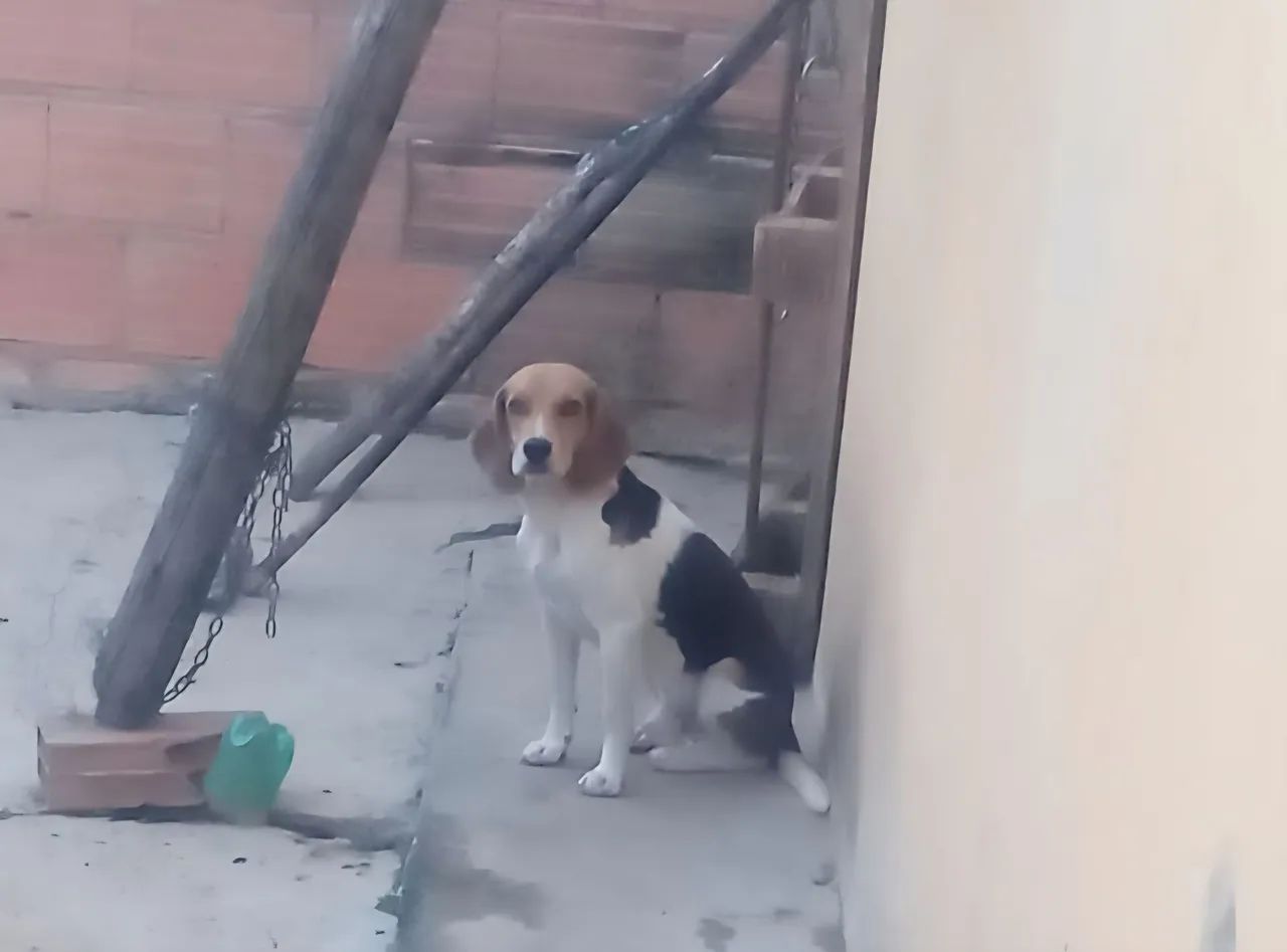 Beagle com americano  - Foto 2