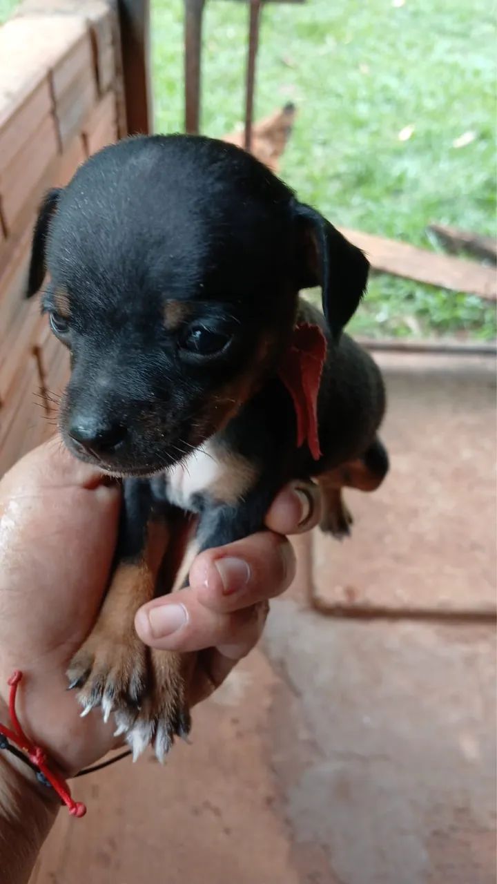 Pinscher macho - Foto 2