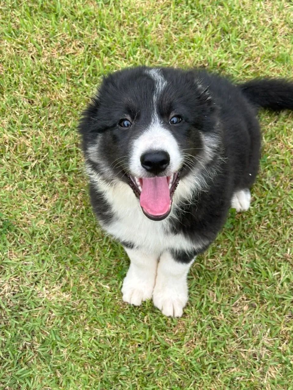 Border collie macho - Foto 3