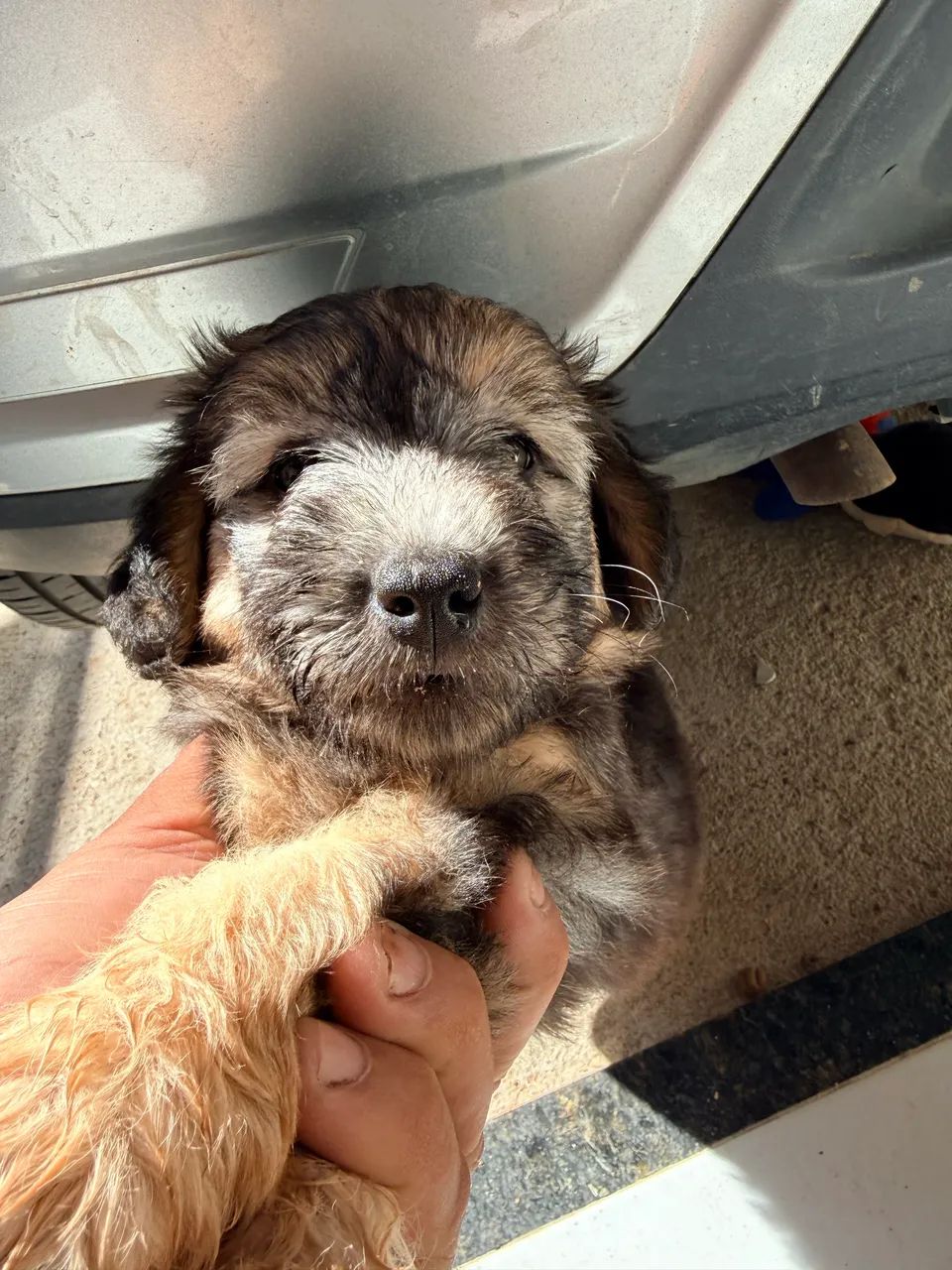 Vendo poodle com maltês  - Foto 4