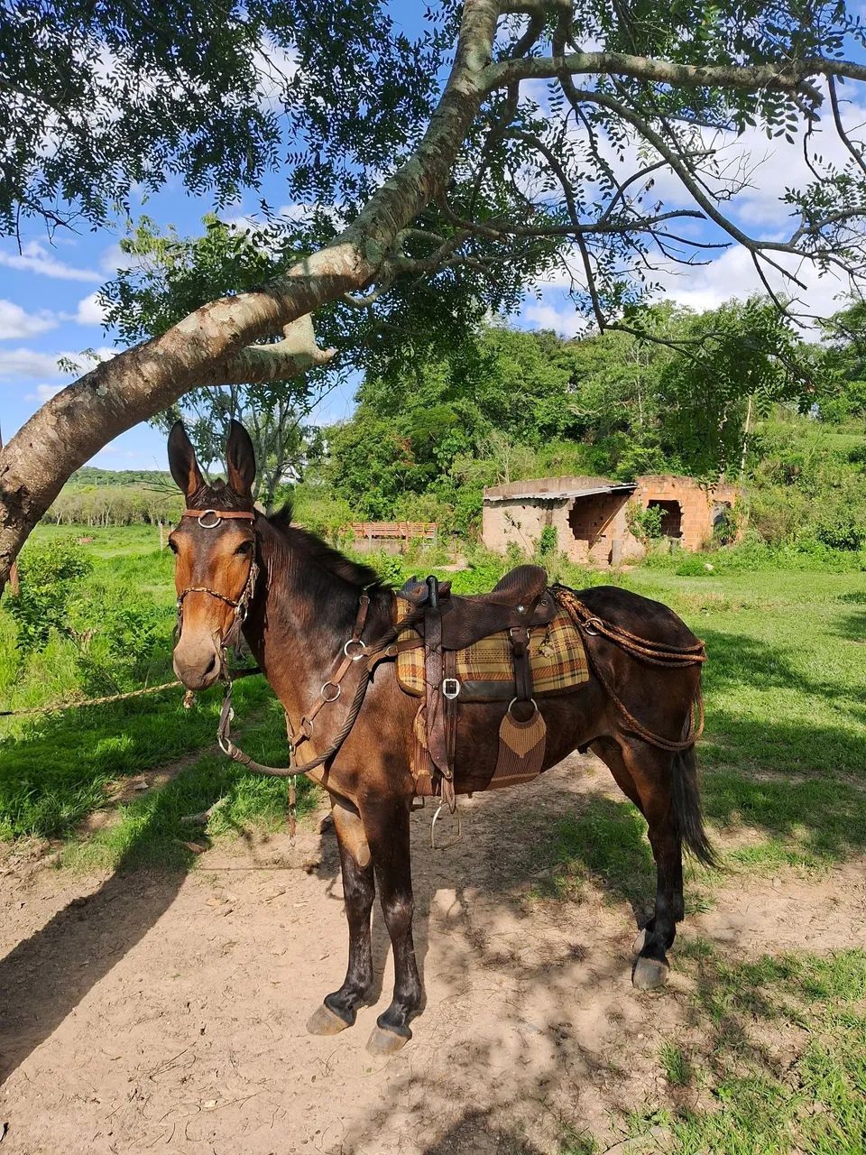 Burro grande marchador