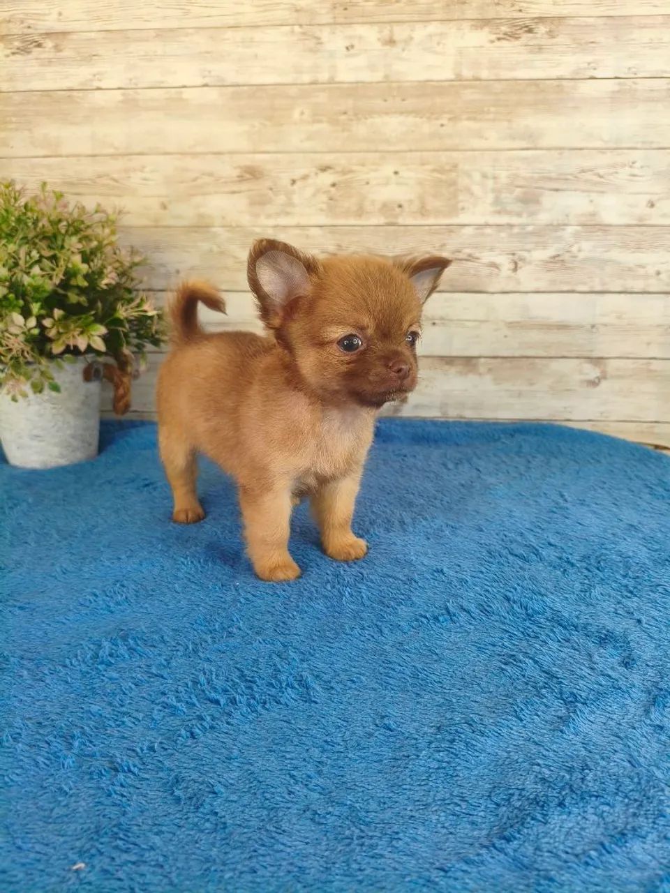 Chihuahua Macho - Foto 3