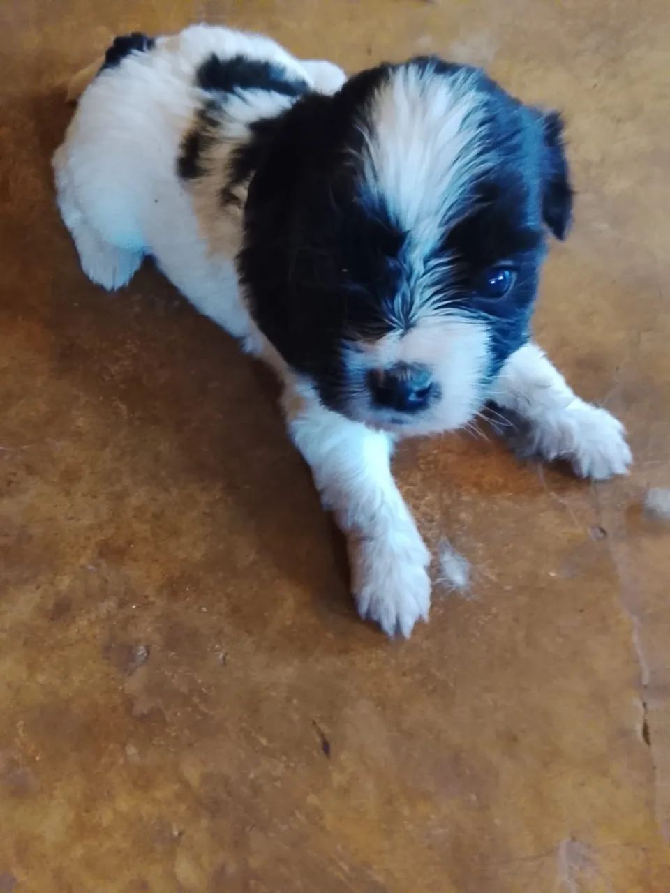 Vendo shih tzu - Foto 3