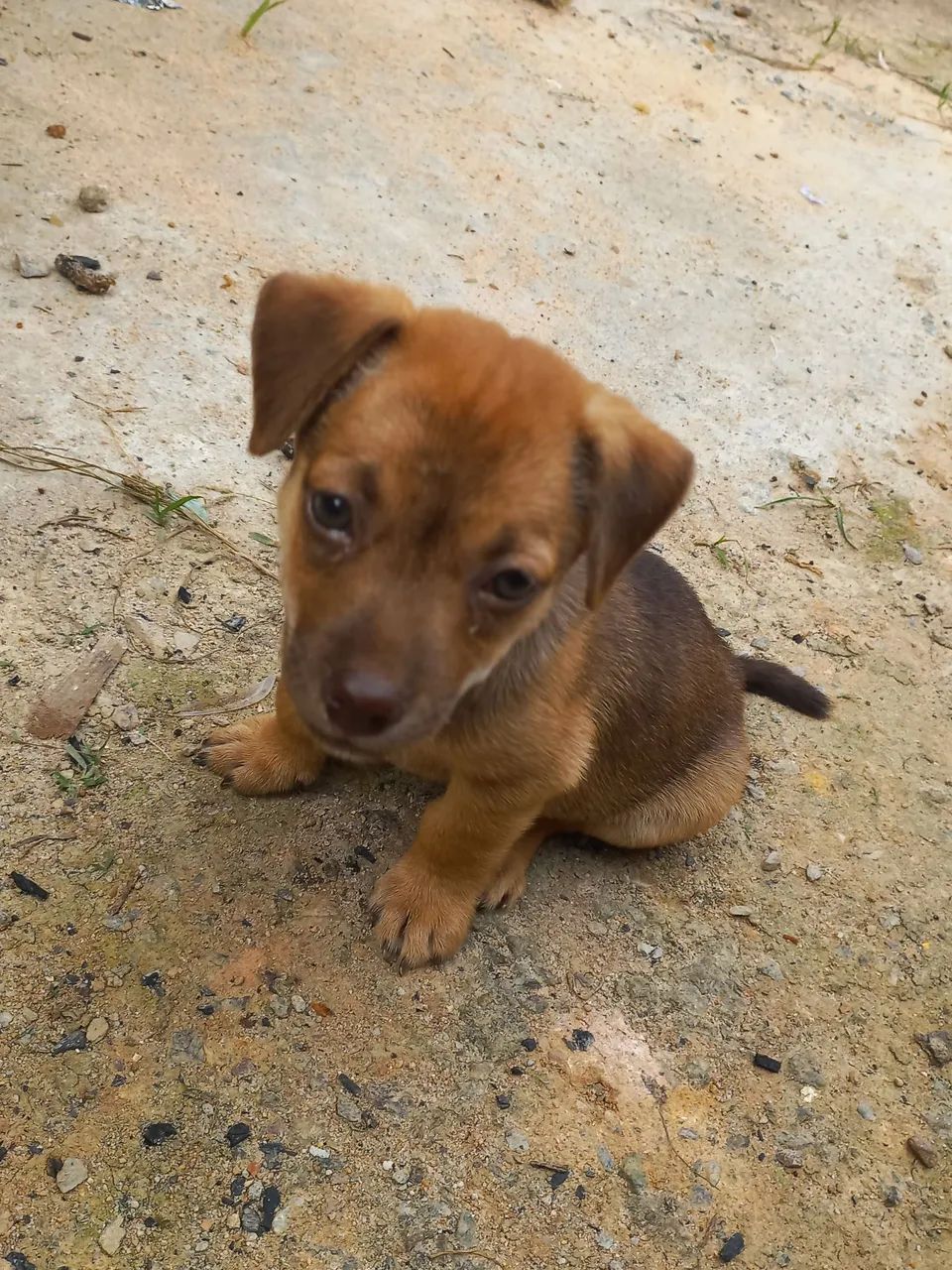 Doa-se filhote macho - Foto 3