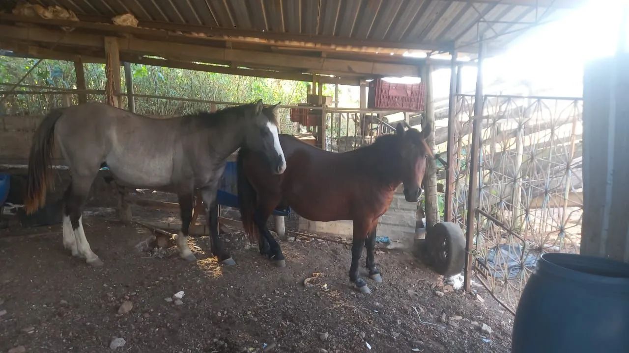 Vende- se ou troco por gado egua pikira e potro criolo  - Foto 2