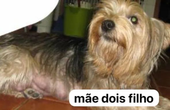 yorkshire terrier  - Foto 4