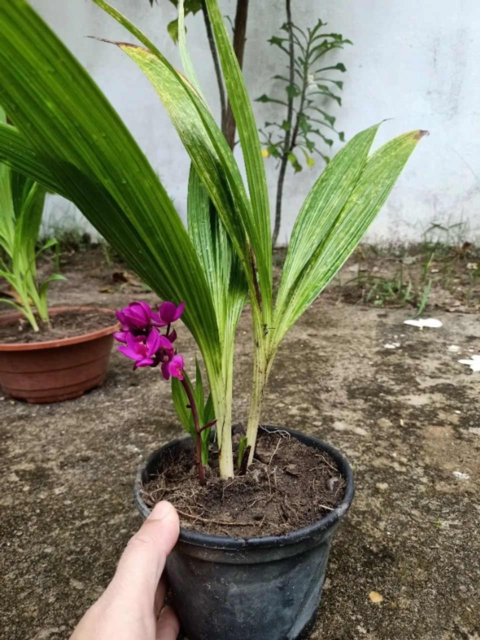Orquídea da uva - Foto 2