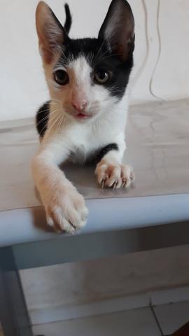 Gato pra adoção. - Foto 2