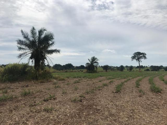 Vende-se Fazenda na Cidade de Dirce Reis-SP - Foto 19