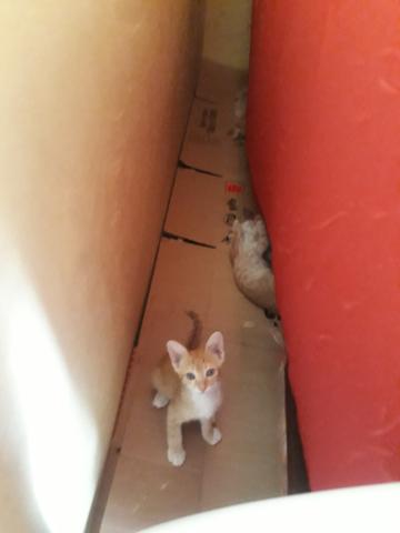 Gatinhos S2 - Foto 2