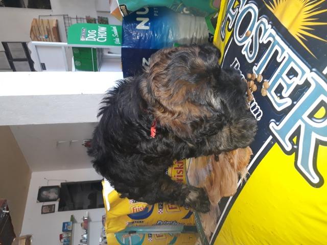 Vendo filhote de poodle - Foto 3