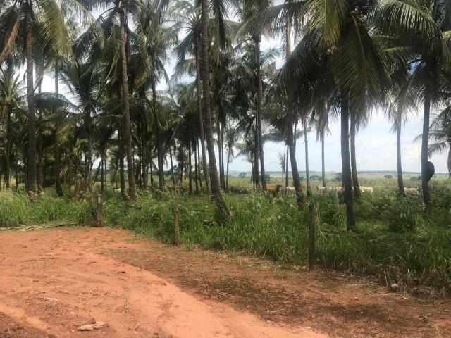 Vende-se Fazenda na Cidade de Dirce Reis-SP - Foto 20