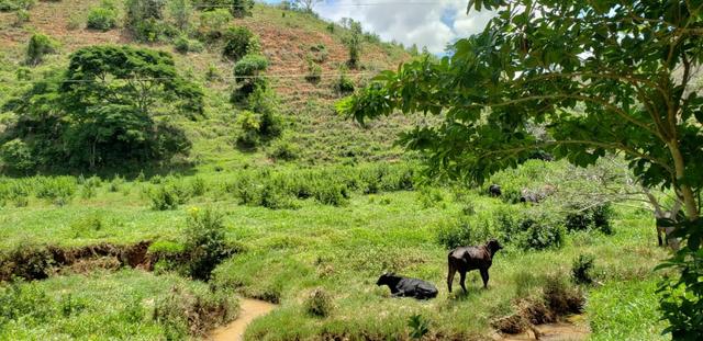 Fazenda 295 hectares próximo de Governador ValadaresMG - Foto 7
