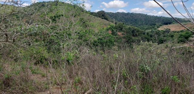 Fazenda 295 hectares próximo de Governador ValadaresMG - Foto 6
