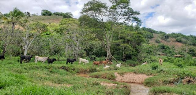 Fazenda 295 hectares próximo de Governador ValadaresMG
