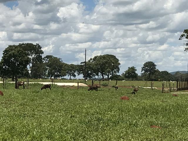 Vendo Sítio - Hidrolândia - GO - Foto 12