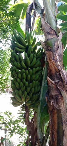Chácara prontinha com açúde e roças, frutíferas  - Foto 4