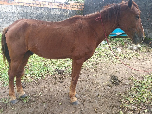 Cavalo de picado- primeirão