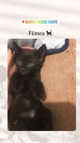 Gatinhos para adoção responsavel   - Foto 3
