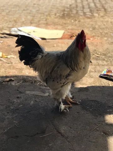 Vendo esse lindo Galo da raça Brahma 