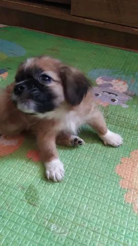 Filhotes de Shih tzu Lhasa - Cachorros e acessórios - Muribeca