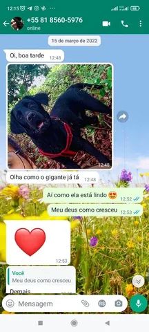 Filhotes de Labrador  - Foto 5
