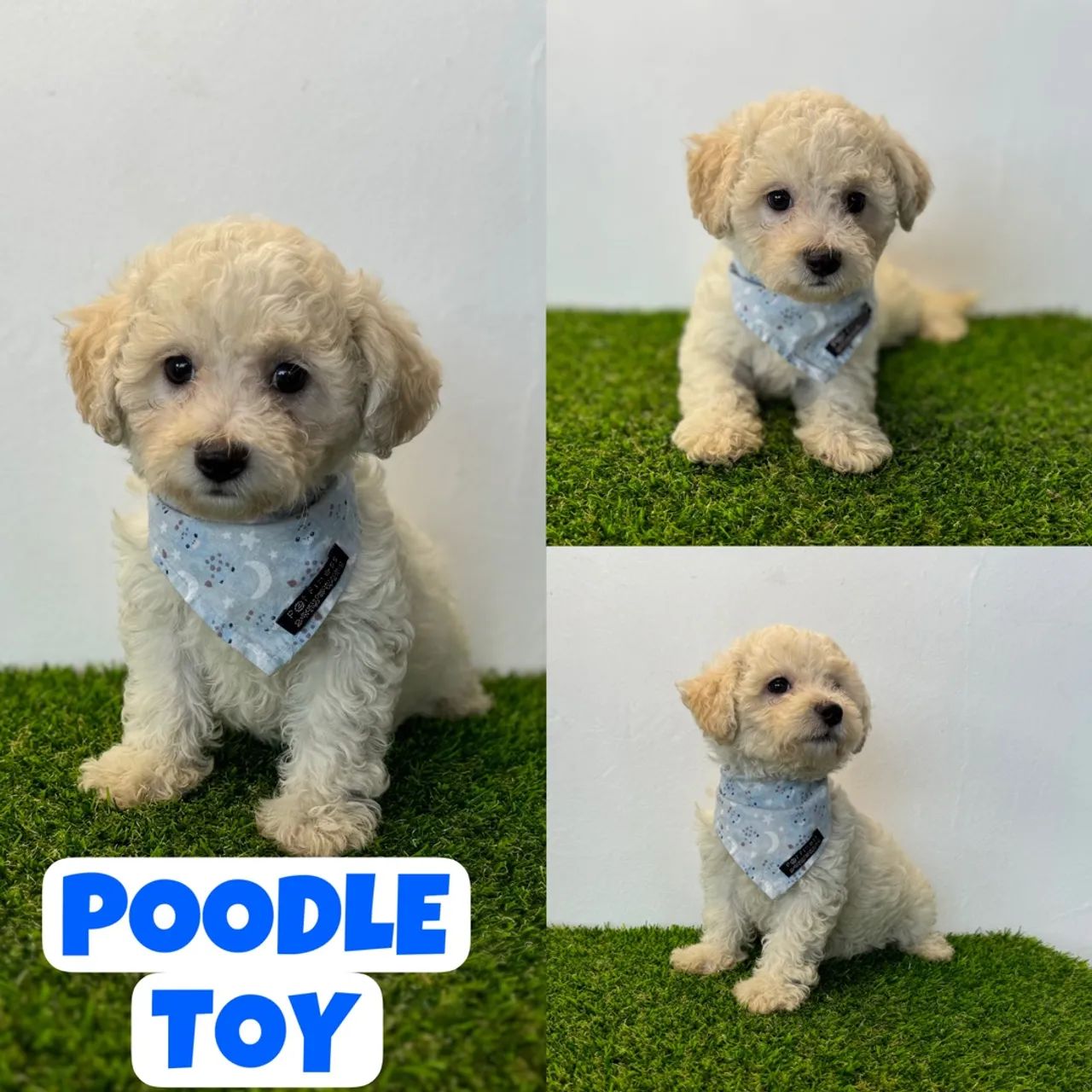 Olx toy poodle deals