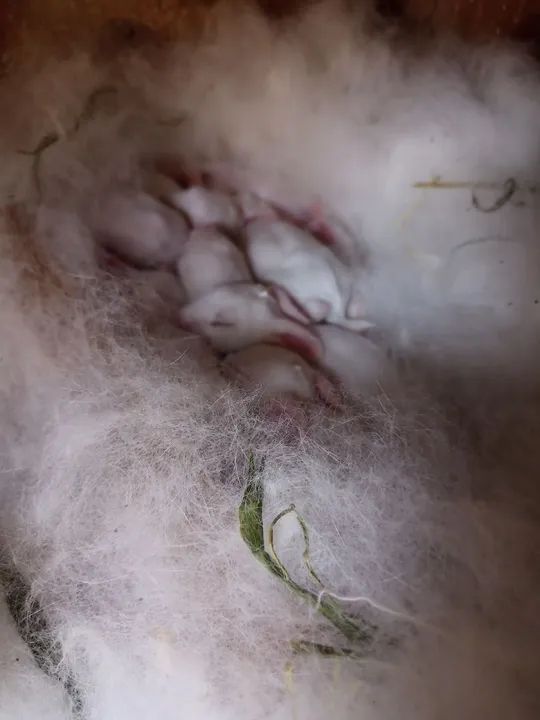 Coelho Nova Zelândia zona leste de São Paulo  - Foto 4