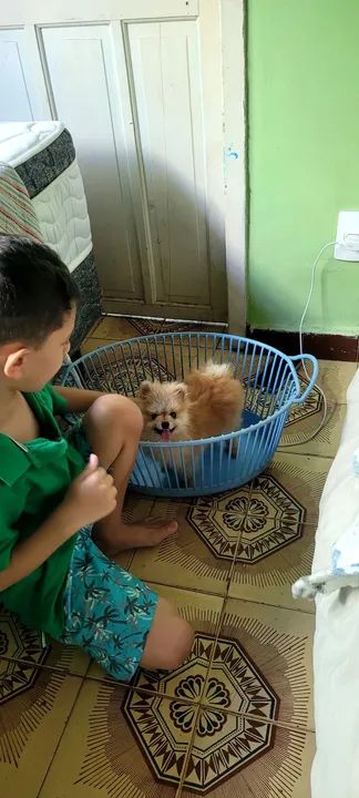 filhotes de Spitz Alemão - Foto 3