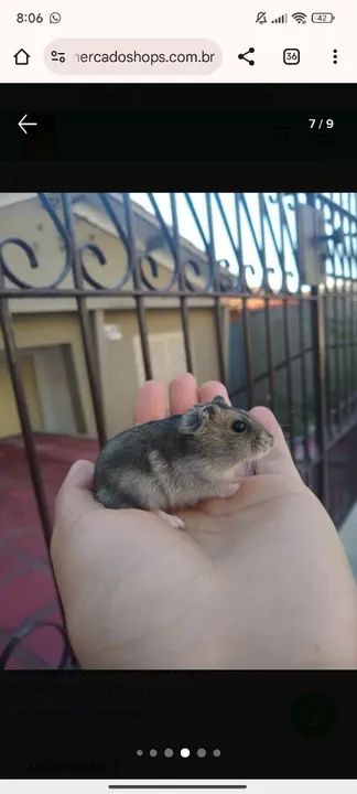 Hamster russo anão (esquilo). - Foto 6