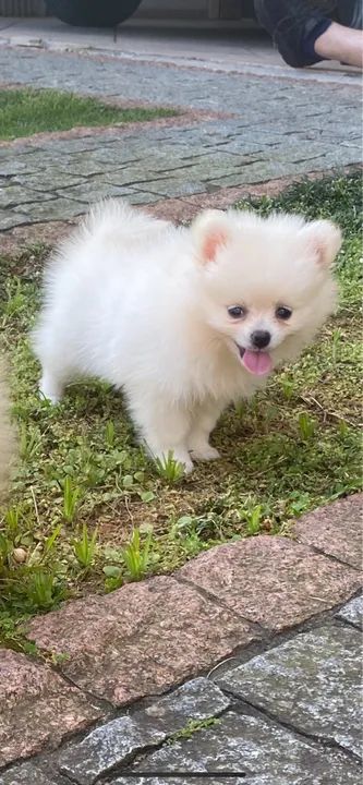 Filhote de Spitz Alemão ( Lulu da Pomeranea) 