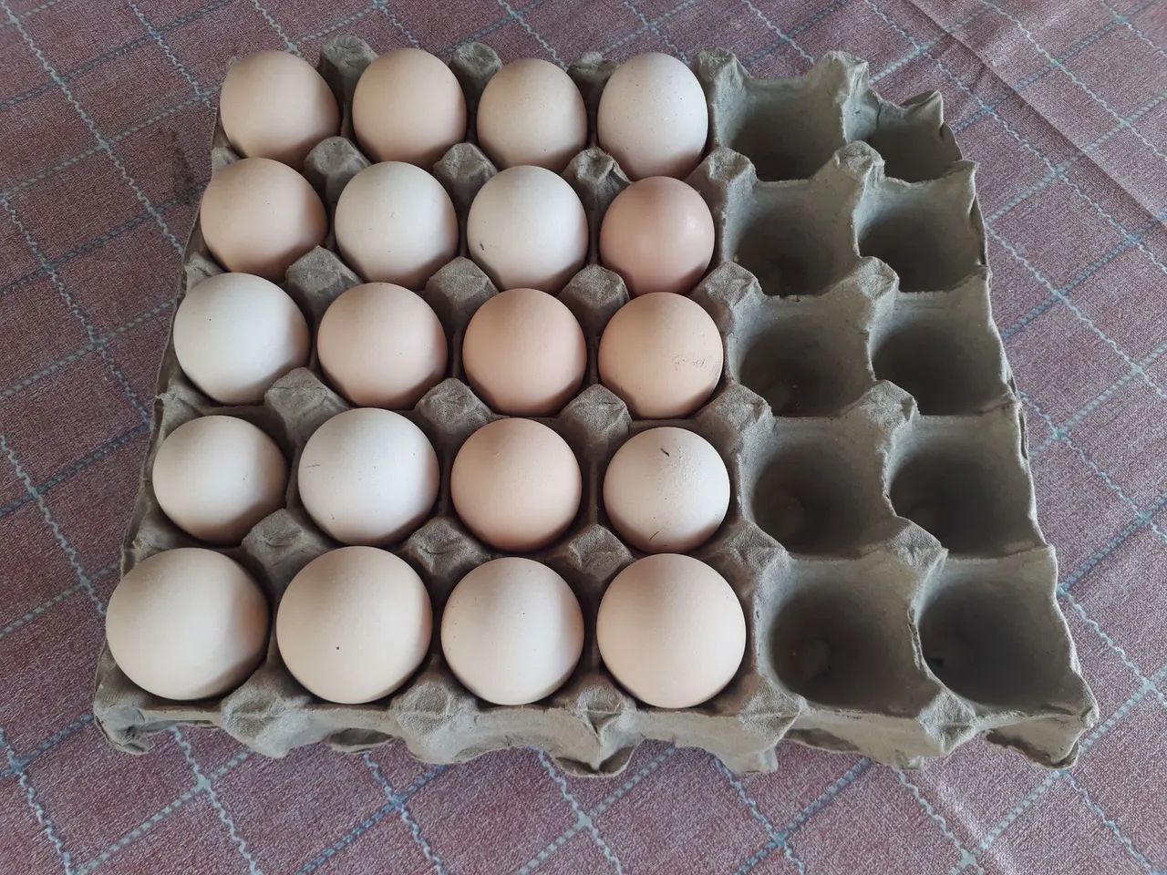 OVOS GALADOS DE GSB GALINHA SERTANEJA BALÃO 100% PURA. - Foto 3