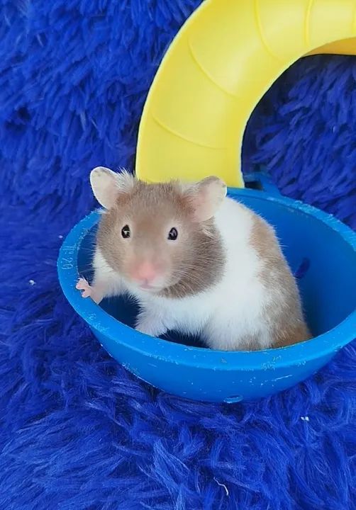  Bebês de Hamster sírio (várias cores)30$ aceitamos cartão  - Foto 5