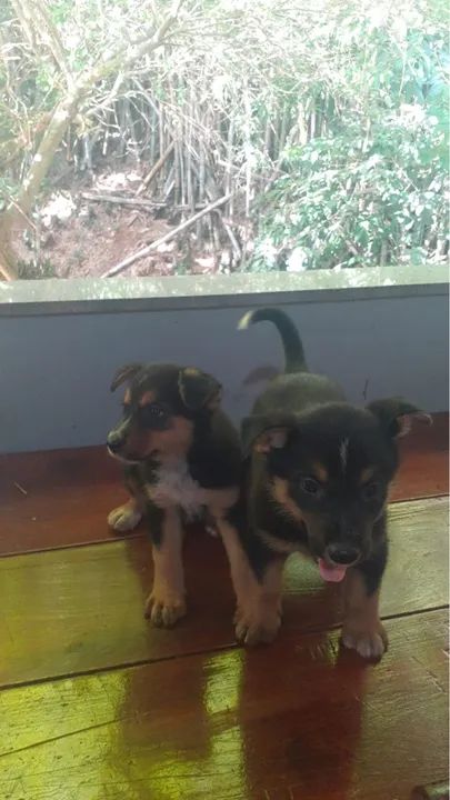 Filhote de pastor alemão c/ burriler - Foto 2