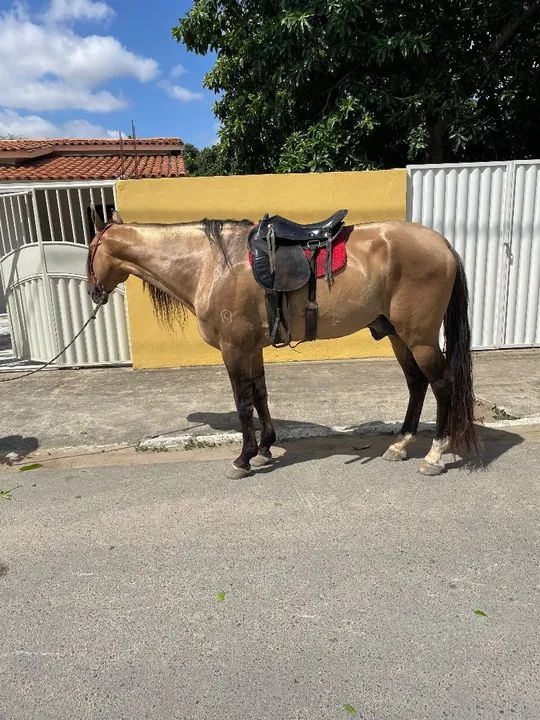 Cavalo campolina Registrado. M picada. - Foto 3