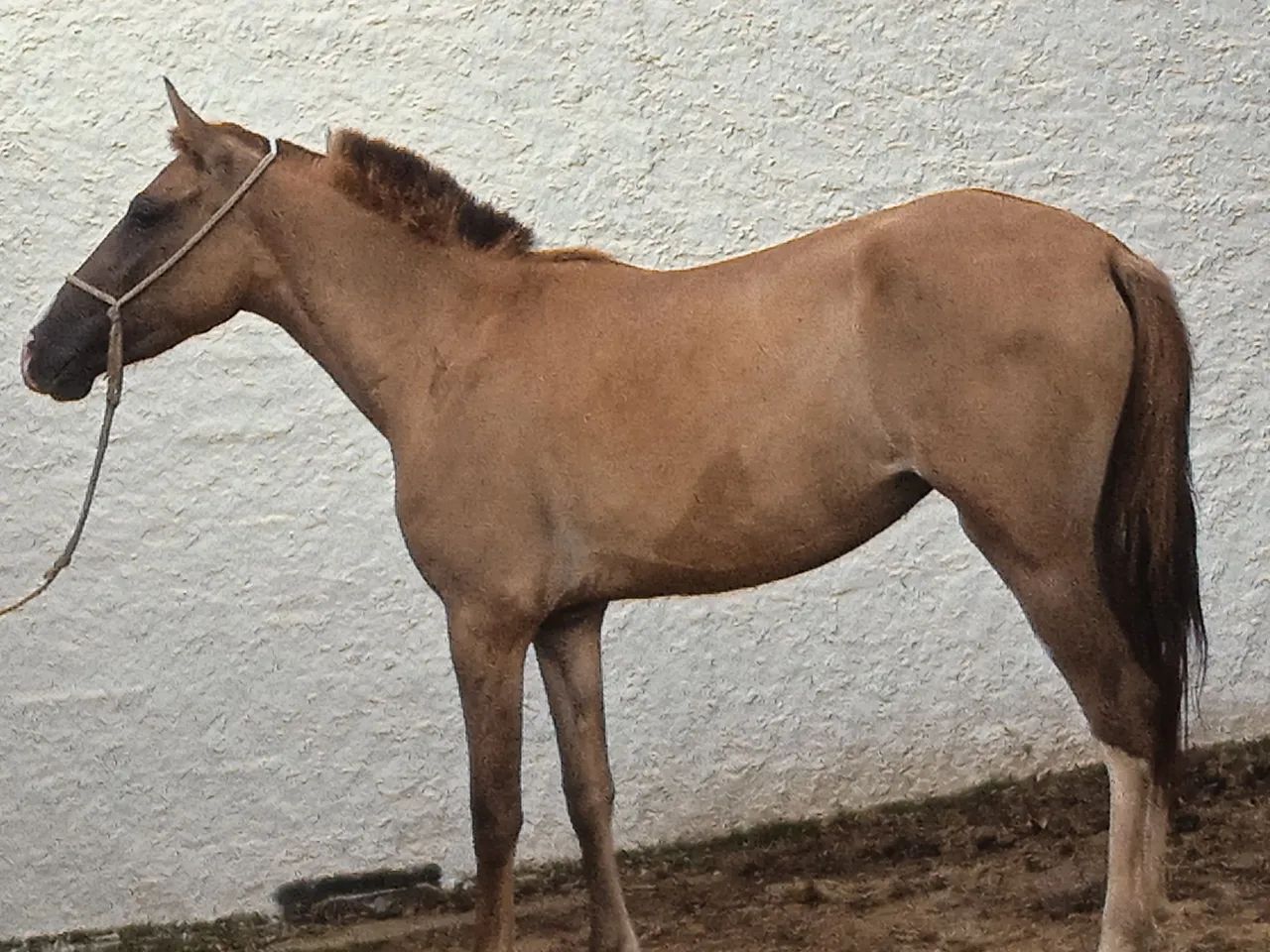 Potro Mangalarga Marchador - Foto 3