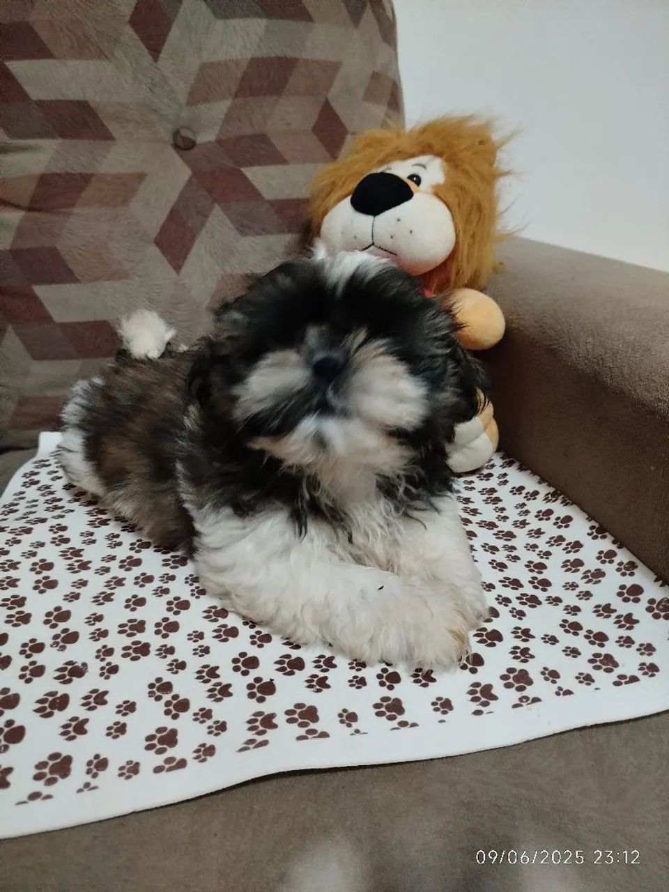 Filhote Shih Tzu Macho - Pelagem Exuberante e Charmoso! - Foto 4