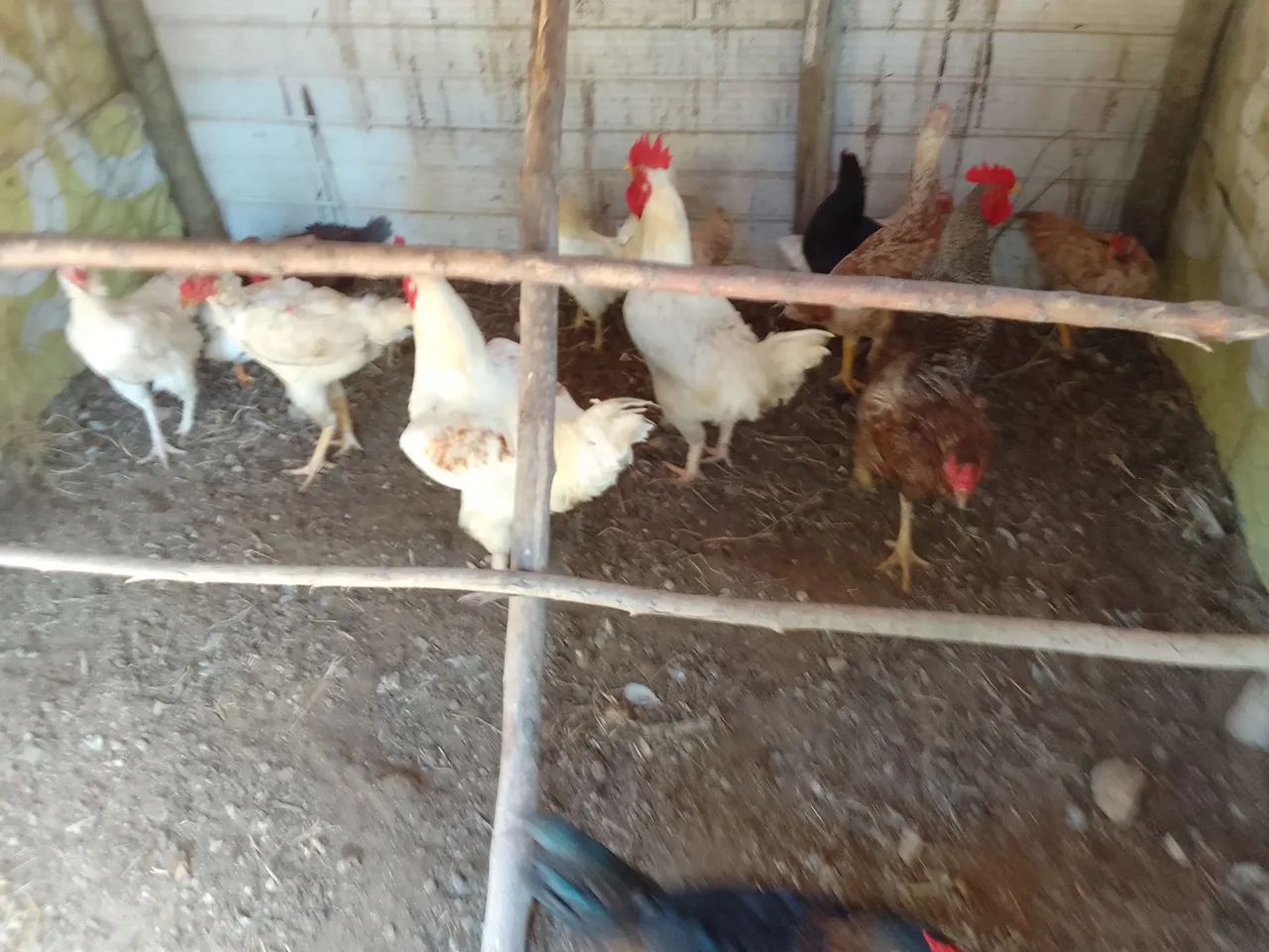 GALINHAS CAIPIRAS LINDAS E SAUDÁVEIS! - Foto 4