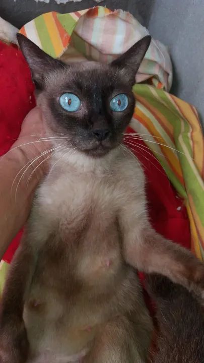 Gata Siamês disponível para adoção
