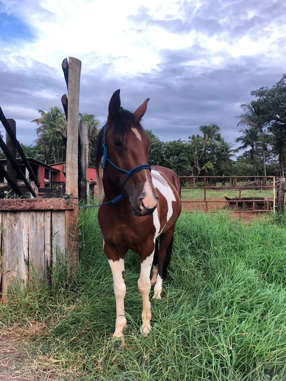 Cavalo para venda - Foto 4