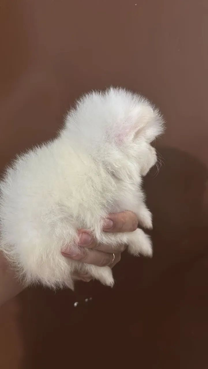 Spitz alemão anão  - Foto 3