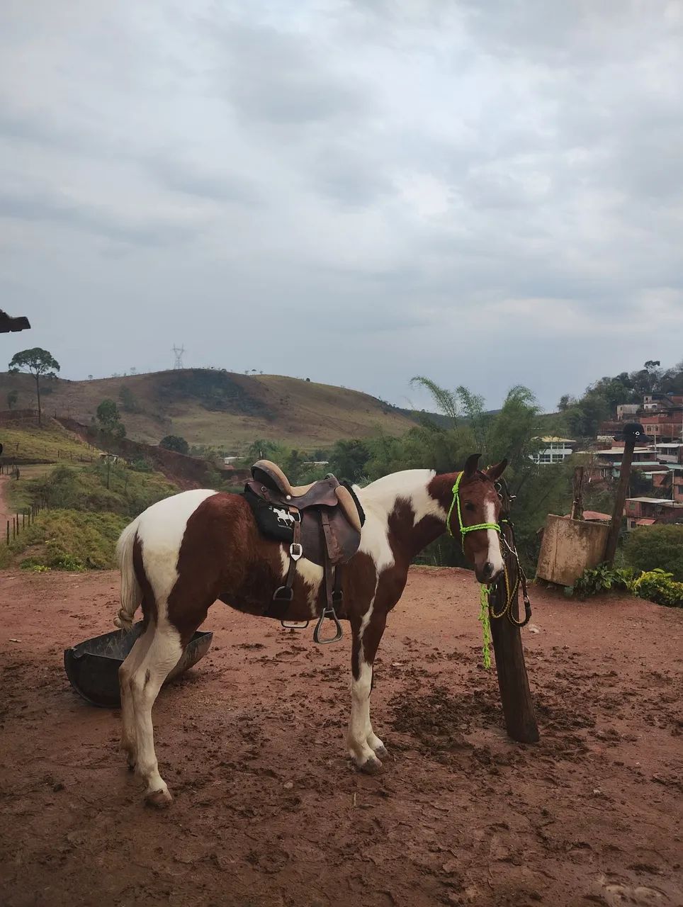 Égua Piquira pampa de marcha picada  - Foto 2