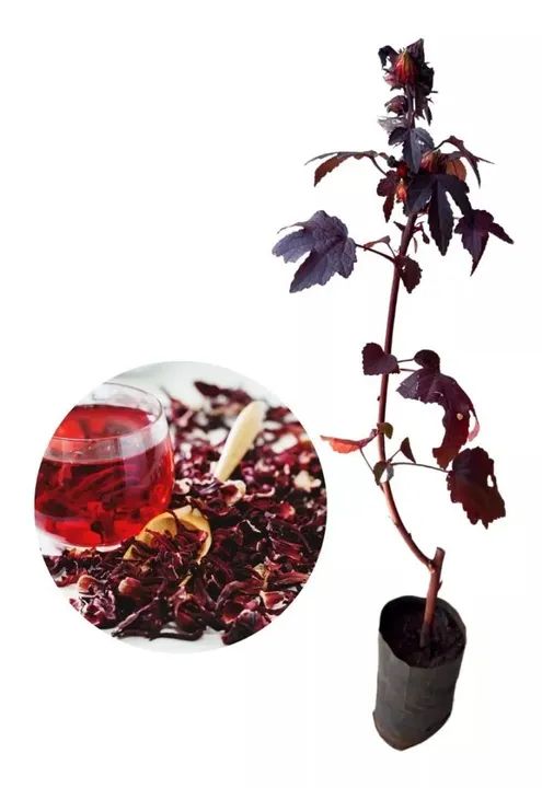 Mudas de Hibisco Roxo