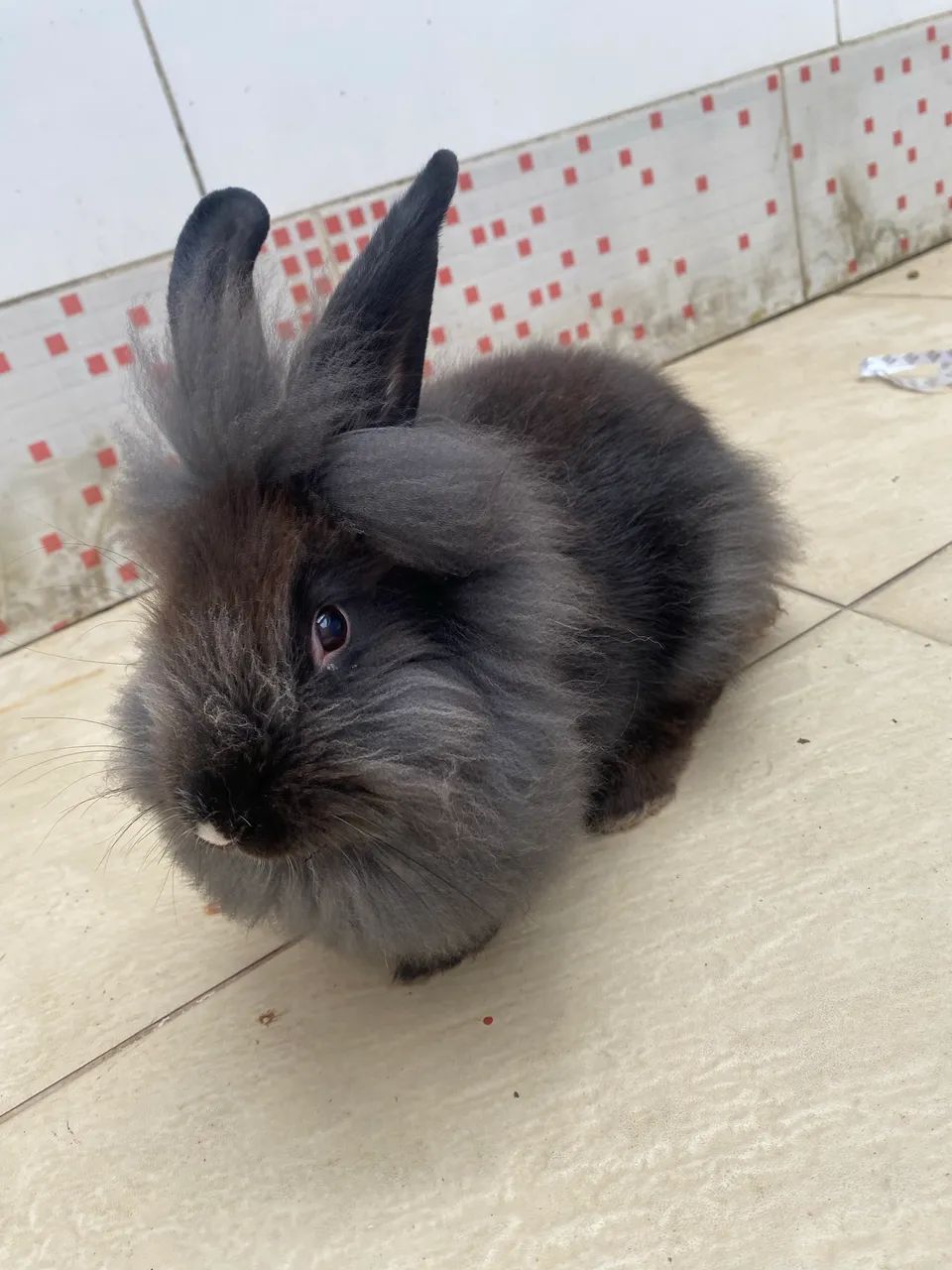 Vendo Coelhos Curicica  - Foto 2