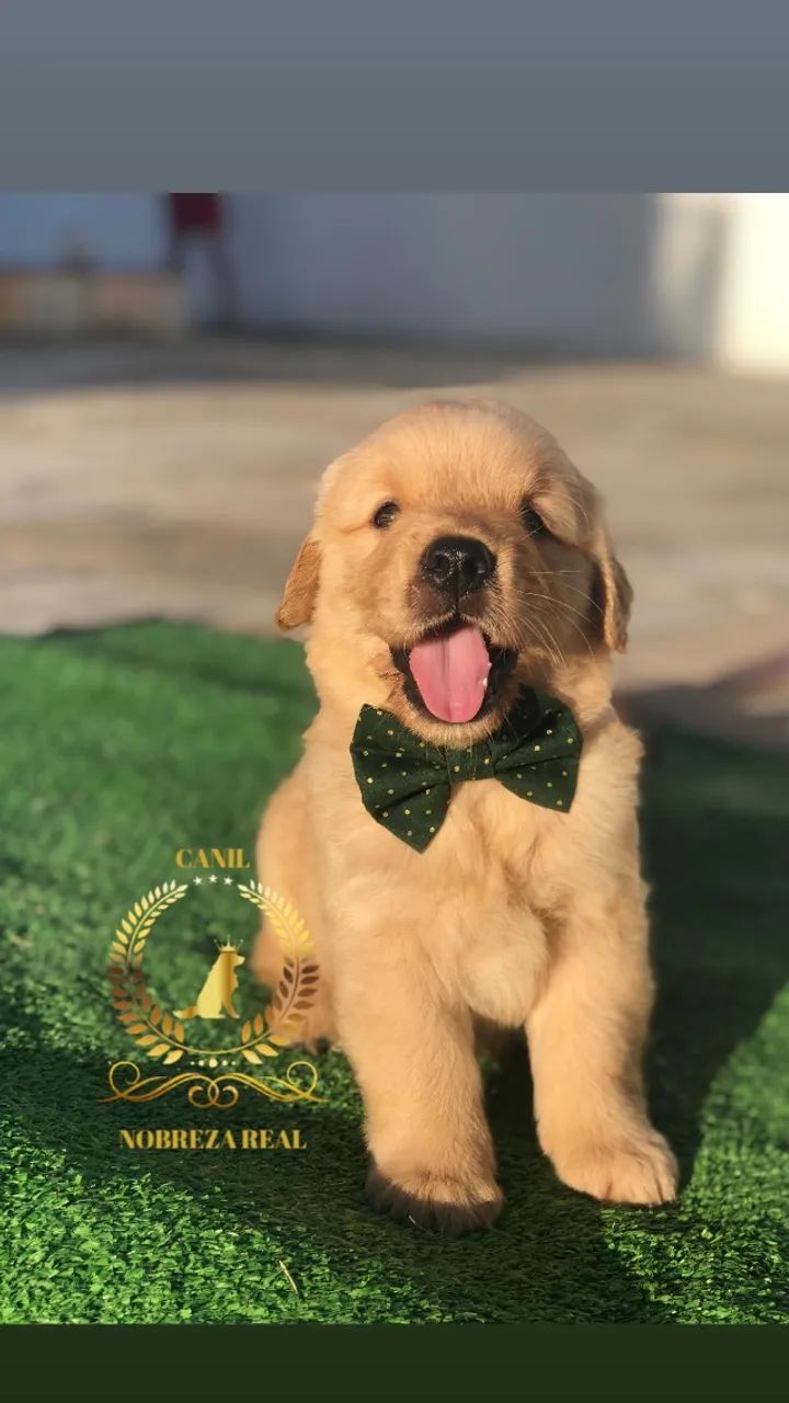 Golden Retriever do @CanilNobrezaReal - Foto 5