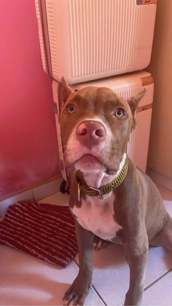 Filhote de Pitbull disponível para adoção