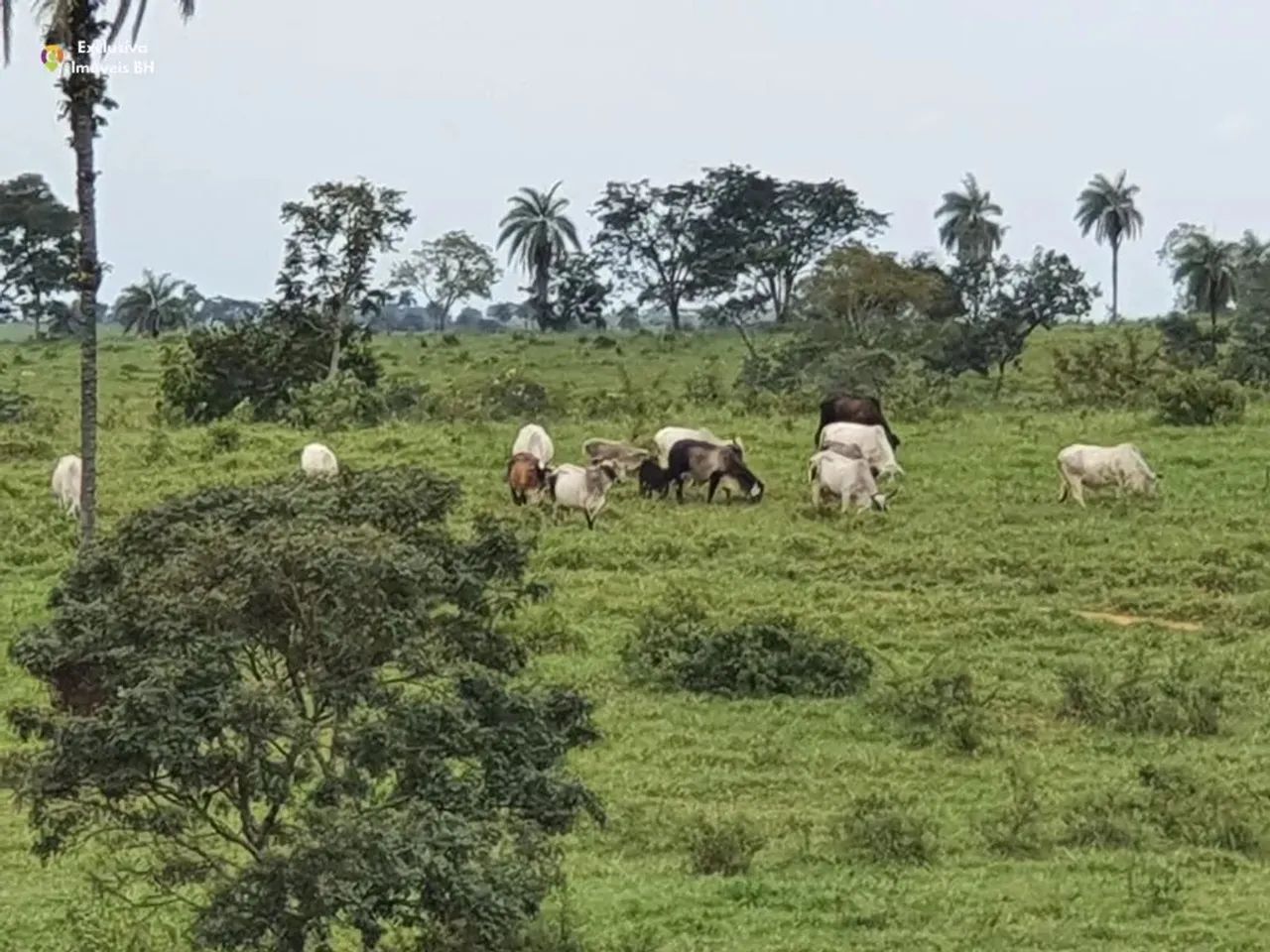 Fazenda à Venda em Abaeté - MG. 652 ha - Zona Rural.