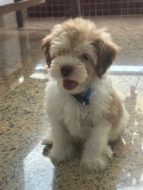 * * * FILHOTE POODLE TOY * * * - Foto 6